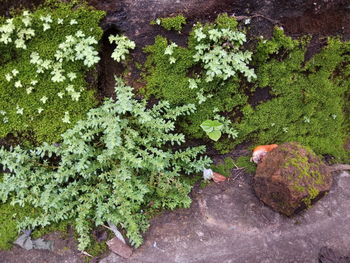 High angle view of flowering plants by rocks