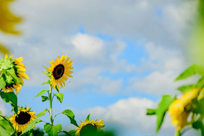Close-up of honey bee on sunflower