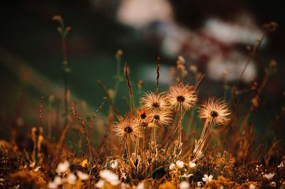 Close-up of wilted dandelion on field