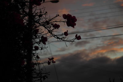 Low angle view of flower tree against sky