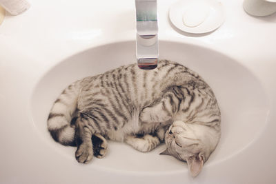 High angle view of a cat in bathroom