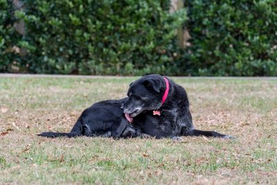 Black dog sitting on grass