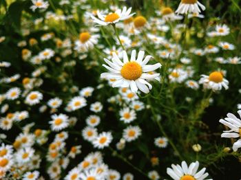 Close-up of daisy flowers blooming in field