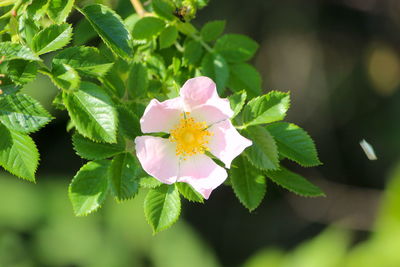 Close-up of pink flowering plant