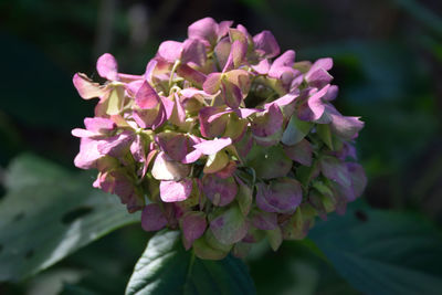 Close-up of pink flowering plant
