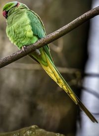The rose-ringed parakeet