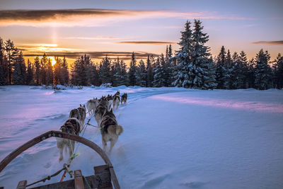 Dogs pulling sled on snow covered field against sky during sunset