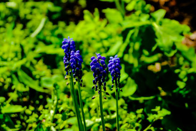 Close-up of purple flowering plant on field