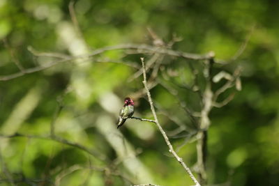 Close-up of hummingbird on twig