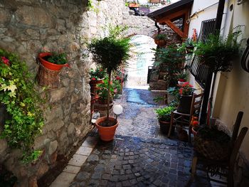 Potted plants outside house