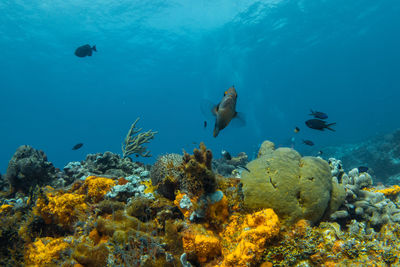 Fish swimming in sea