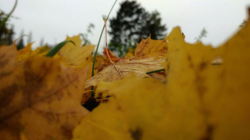 Close-up of yellow leaves on plant against sky