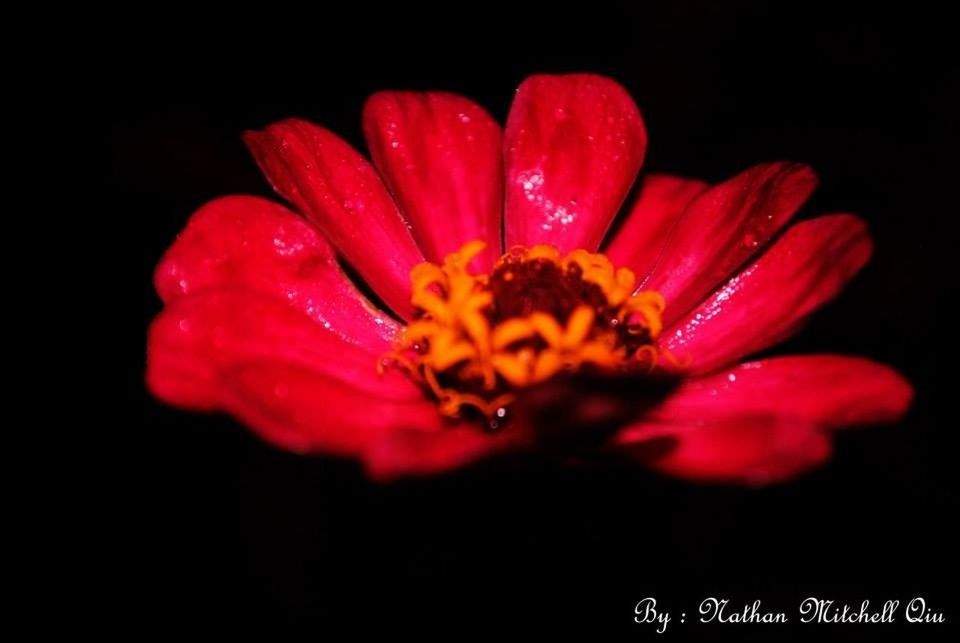 flower, petal, flower head, freshness, fragility, single flower, red, beauty in nature, close-up, pollen, black background, nature, studio shot, growth, blooming, selective focus, stamen, no people, yellow, in bloom