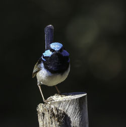 Close-up of bird perching on wooden post