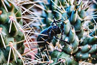 Close-up of cactus plant with insect