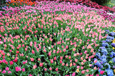 Close-up of pink flowering plants on field