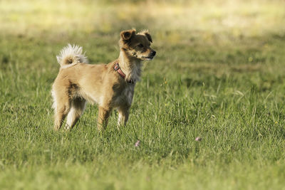 View of dog running on grass