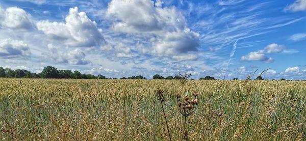 Scenic view of field against sky