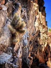 Low angle view of lizard on rock against sky