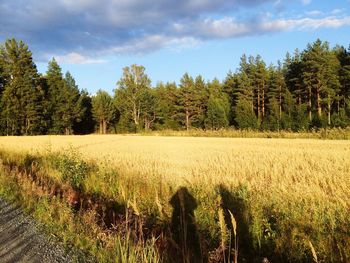 Scenic view of field against sky