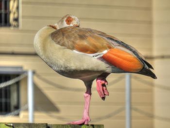 Close-up of bird perching