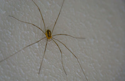 Close-up of spider