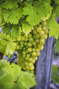 Grapes hanging on grapevine 