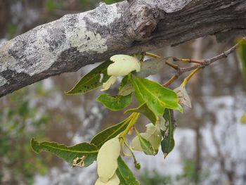 Close-up of insect on tree