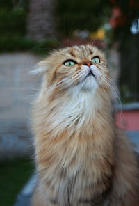 Close-up of a cat looking away