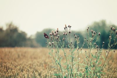 Close-up of flowering plants on field against sky