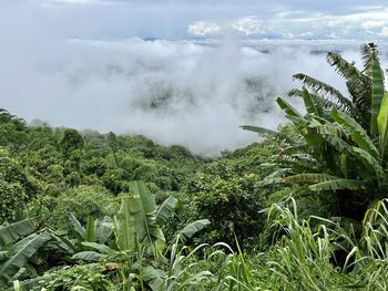 vegetation