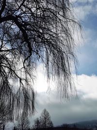 Low angle view of bare tree against sky