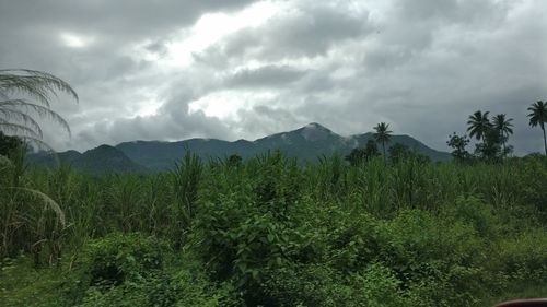 Scenic view of forest against sky