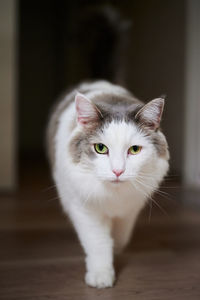 Close-up portrait of white cat