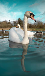 Swan swimming in lake