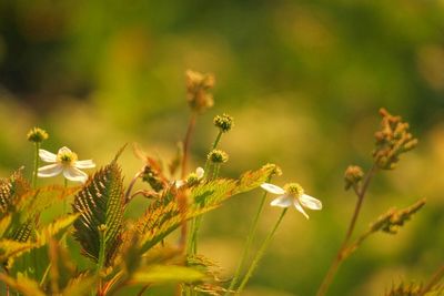 Close-up of plant against blurred background