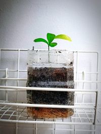 Close-up of potted plant against wall