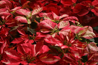 Full frame shot of red flowering plants