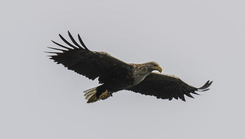 Low angle view of sea eagle flying against clear sky