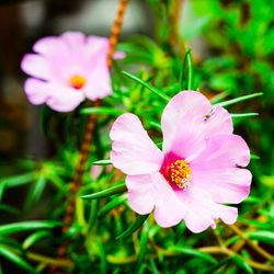 Close-up of pink flower blooming outdoors