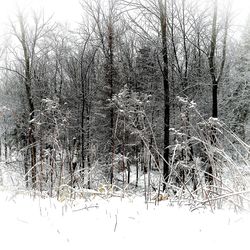 Full frame shot of bare tree