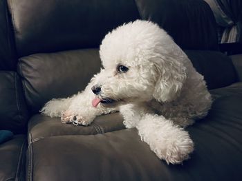 Close-up of dog relaxing on sofa at home