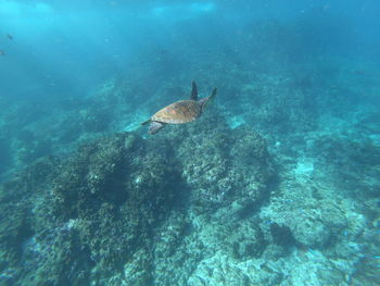 High angle view of fishes swimming in sea