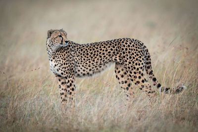 Cheetah standing on field in zoo