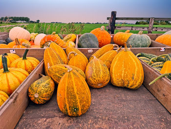 Different kind of pumpkins on a wooden cart in the countryside from the netherlands