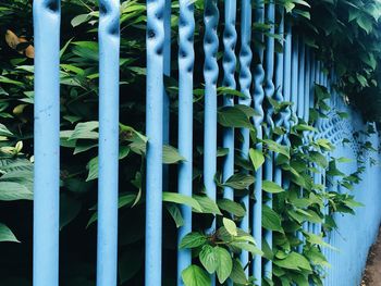 Close-up of plants against fence