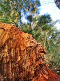 Close-up of autumnal tree trunk