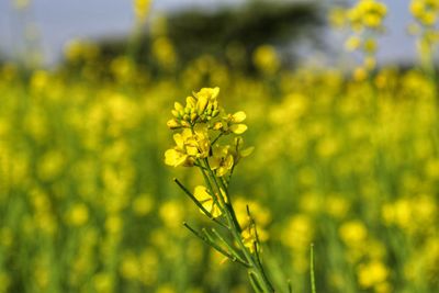 Close-up of yellow flowering plant on field