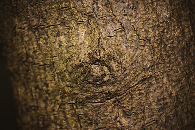 Full frame shot of tree trunk