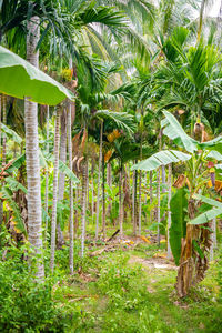 View of palm trees in forest